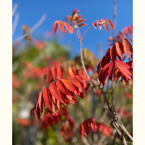 Rhus typhina