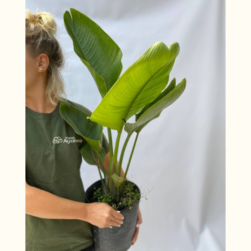 Strelitzia Nicolai baja